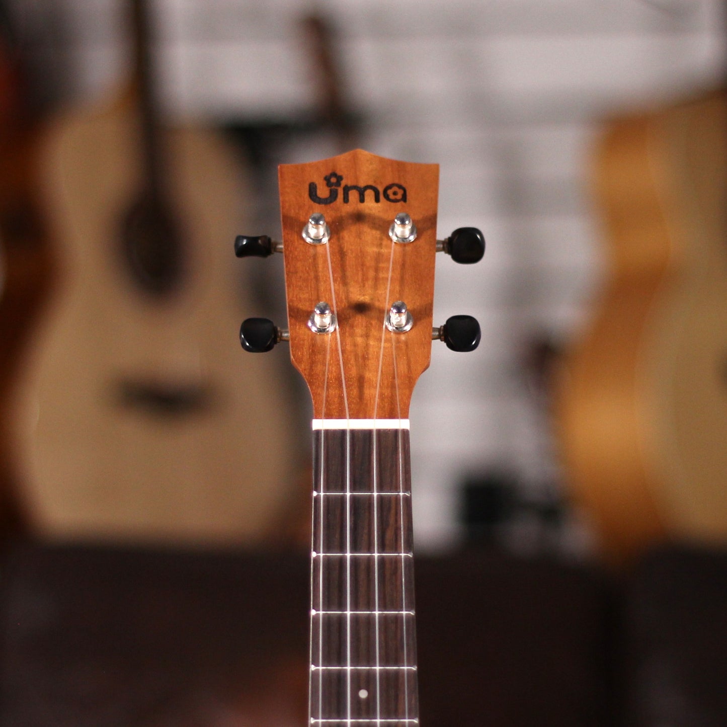 UMA UK-05SC Solid MH Top Concert